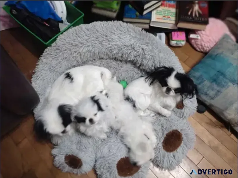 Japanese chin puppies
