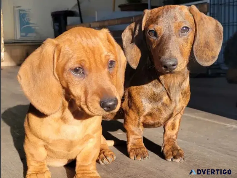 dachshund puppies