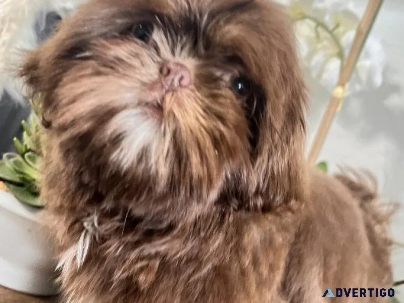 Female Shih tzu