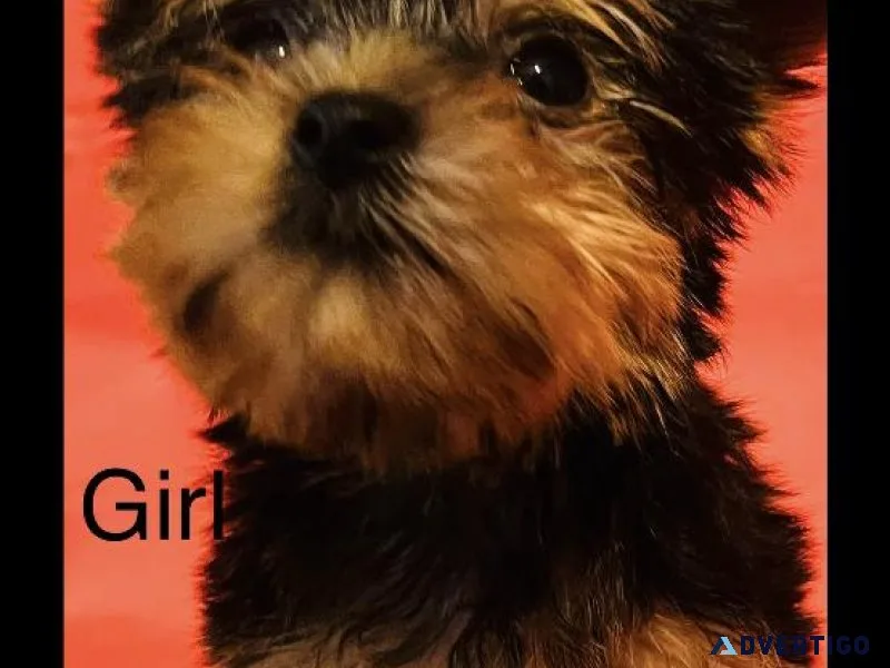 Yorkie Puppies
