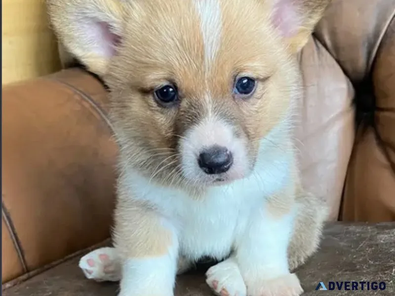Pembroke Welsh Corgi