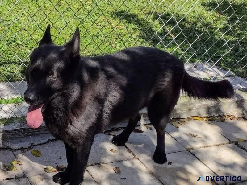 AKC Black German Shepherd Dog