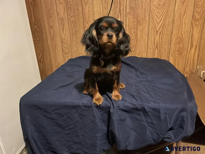 Cavalier King Charles Spaniel