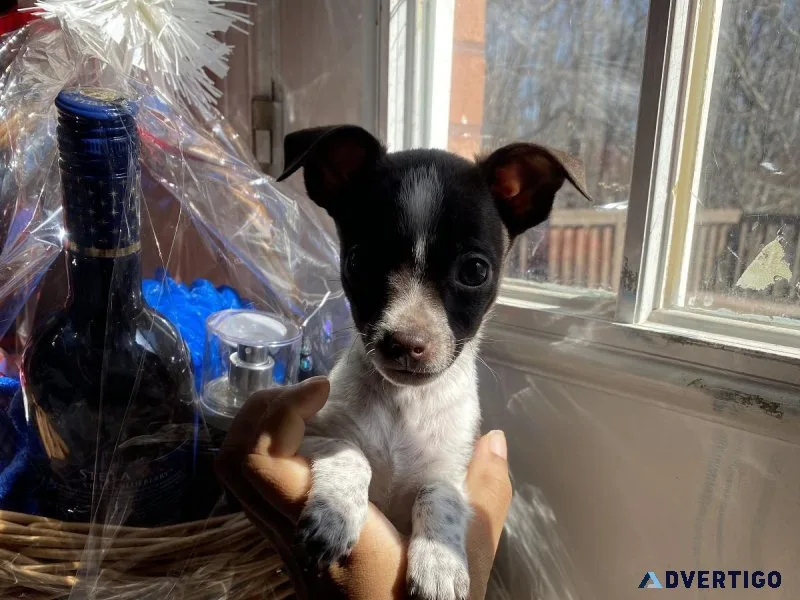 Chihuahuas puppies