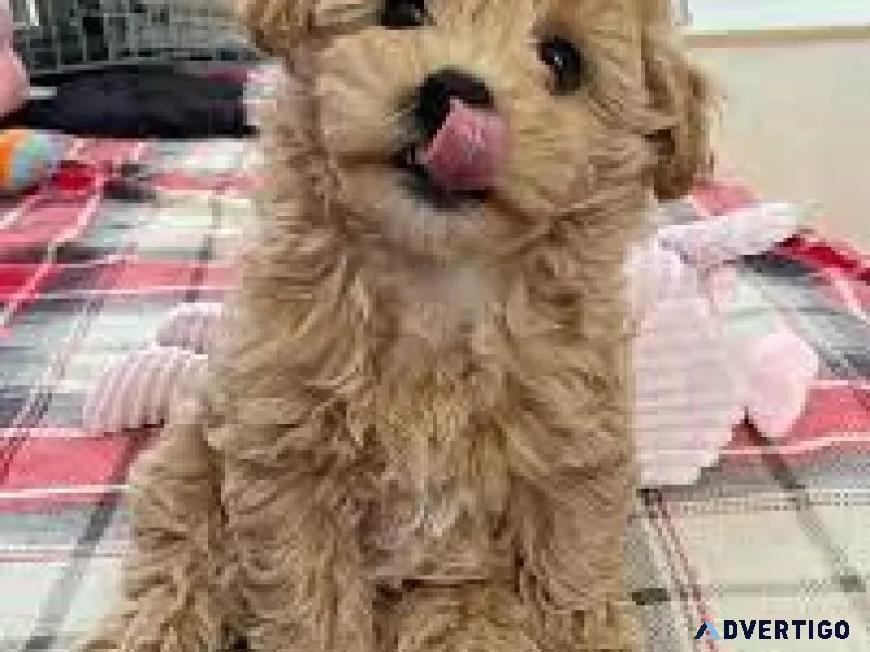 ADORABLE MALTIPOO FOR SALE