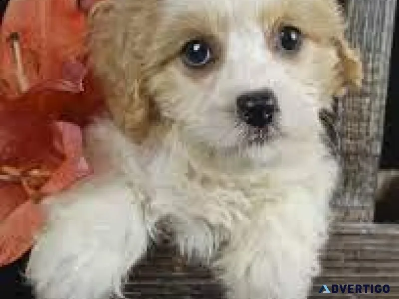 Cavachon. Ready to go )