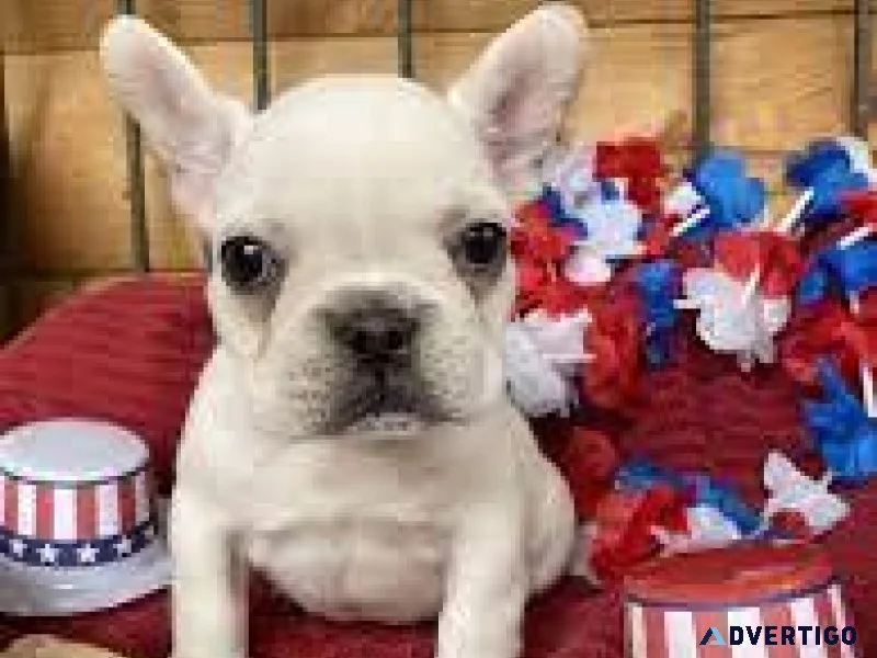 French Bulldogs Puppies