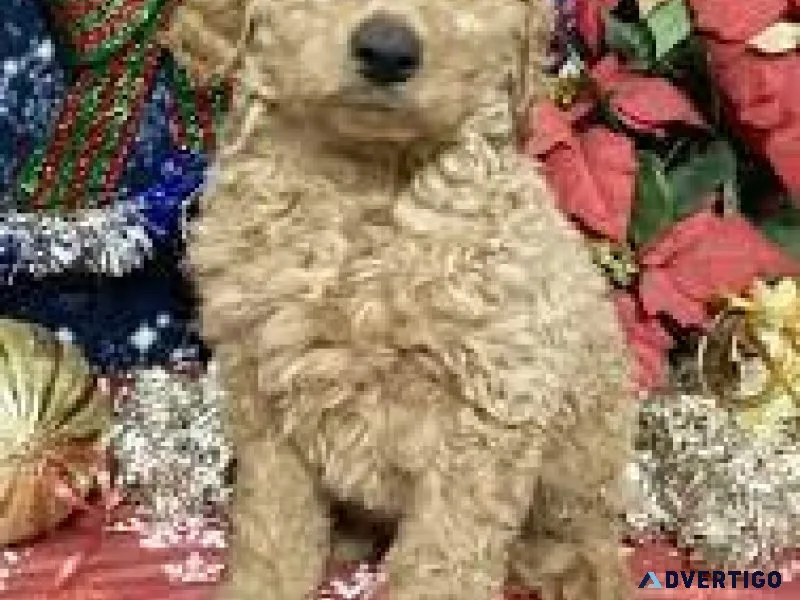 F1 goldendoodle