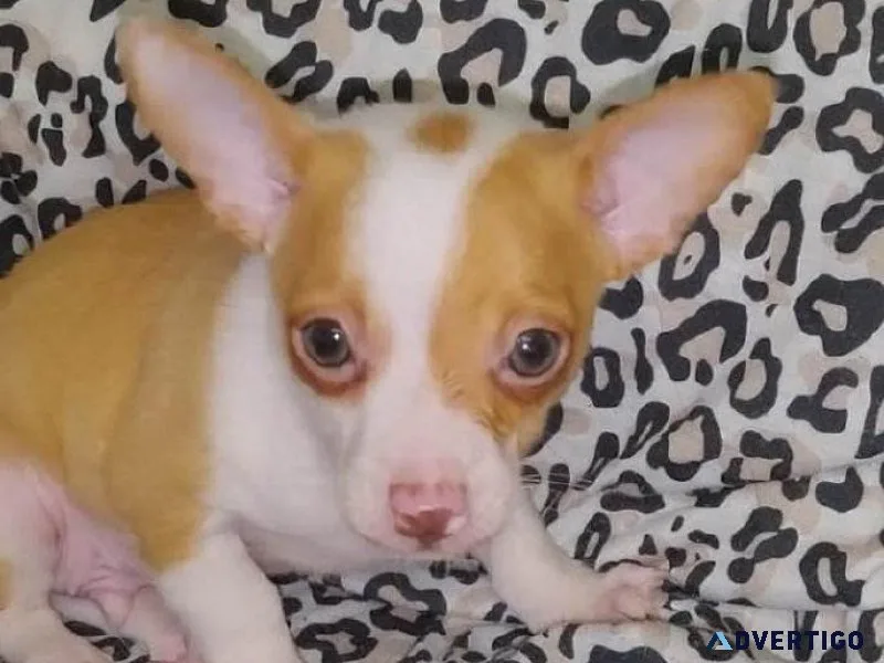 Beautiful Toy Size Chihuahua