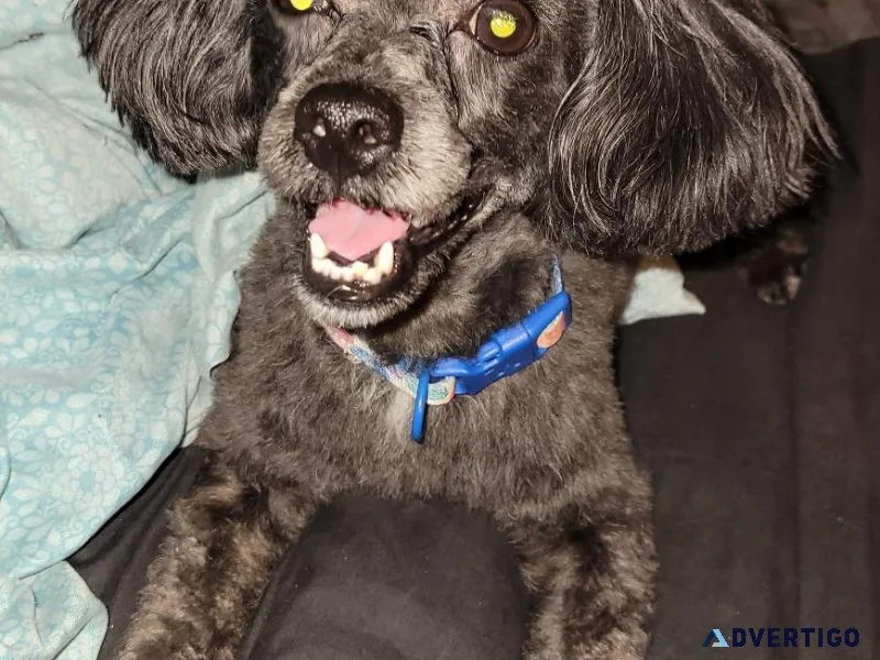 Toy poodle stud