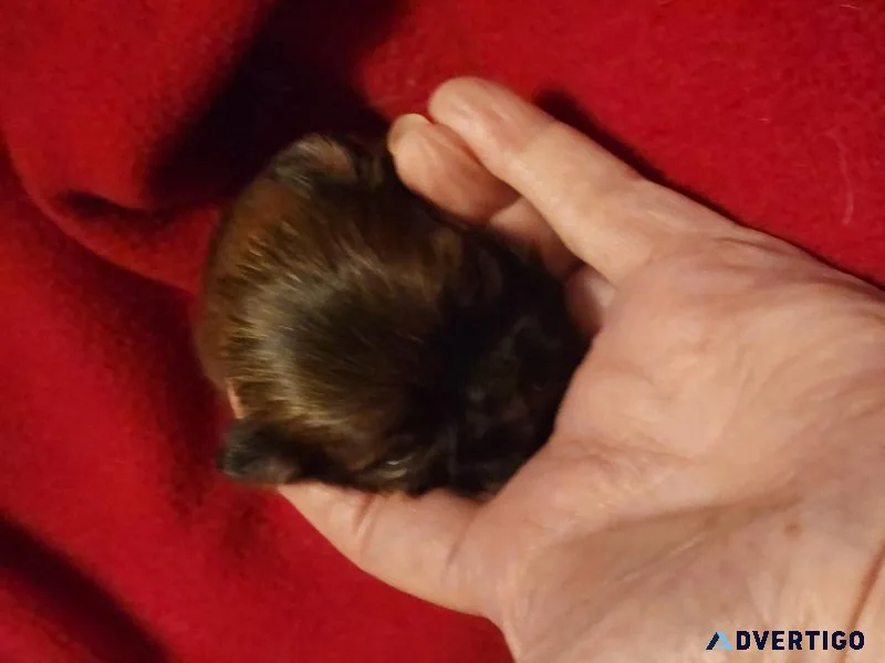Mi-ki boy puppies