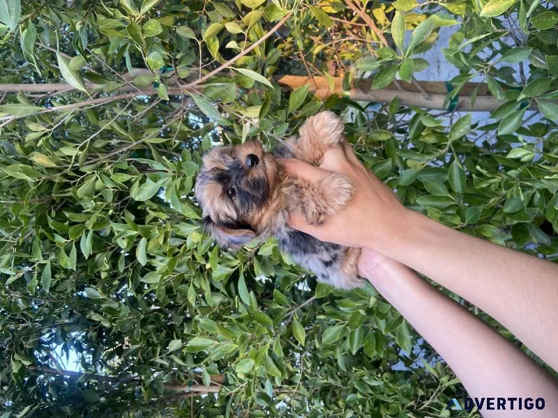 Yorkshire Terrier Puppies