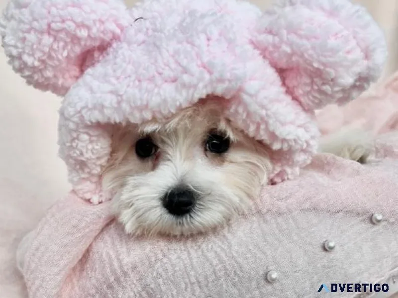 DOGS FOR SALE MALTESE POMERANIAN POODLES FRENCH BULLDOGS YORKIES