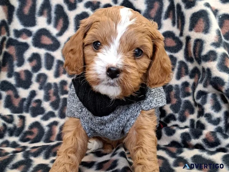 Cavapoo  puppies