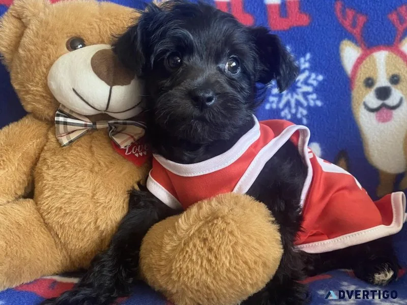 Schnoodle puppy