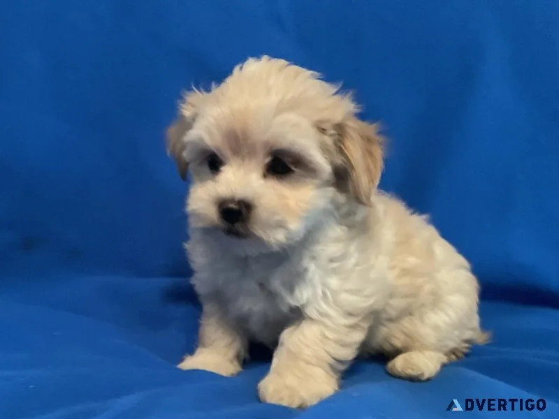 Maltipoo Puppies