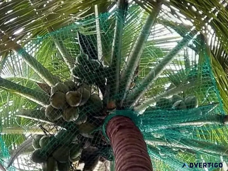 Coconut tree safety nets