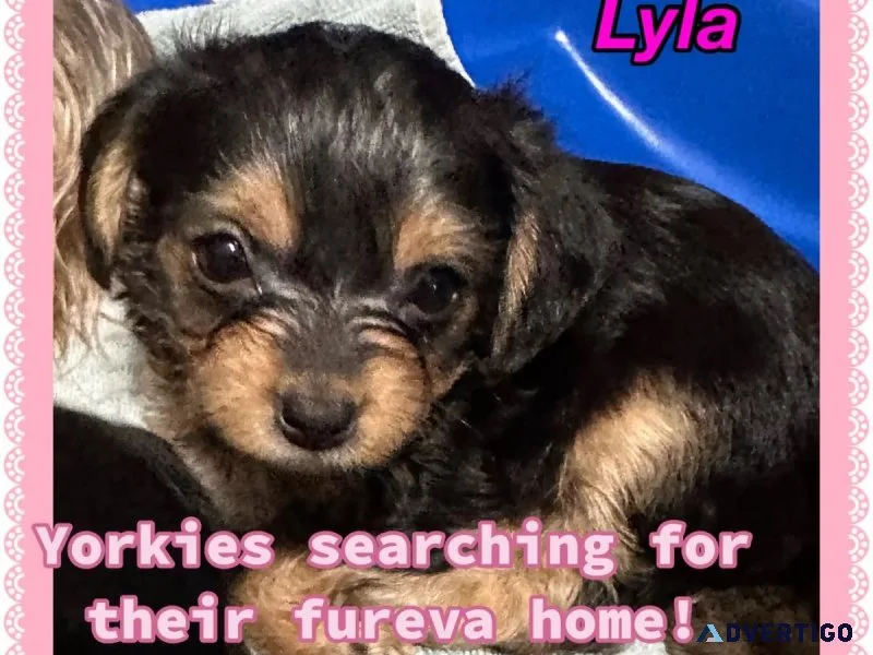 Yorkies