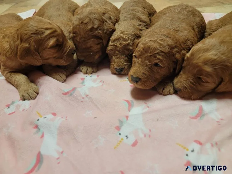 Goldendoodle Puppies