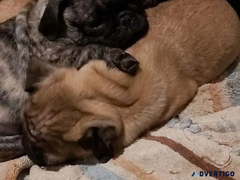 pug puppies