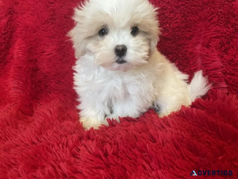 MalteseShih Tzu Puppies