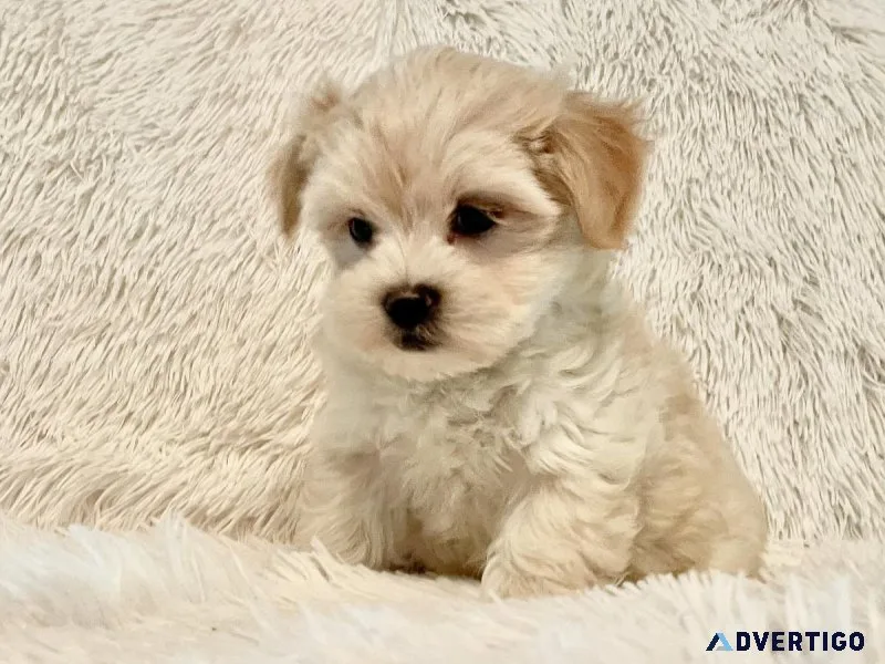 Maltipoo Puppies