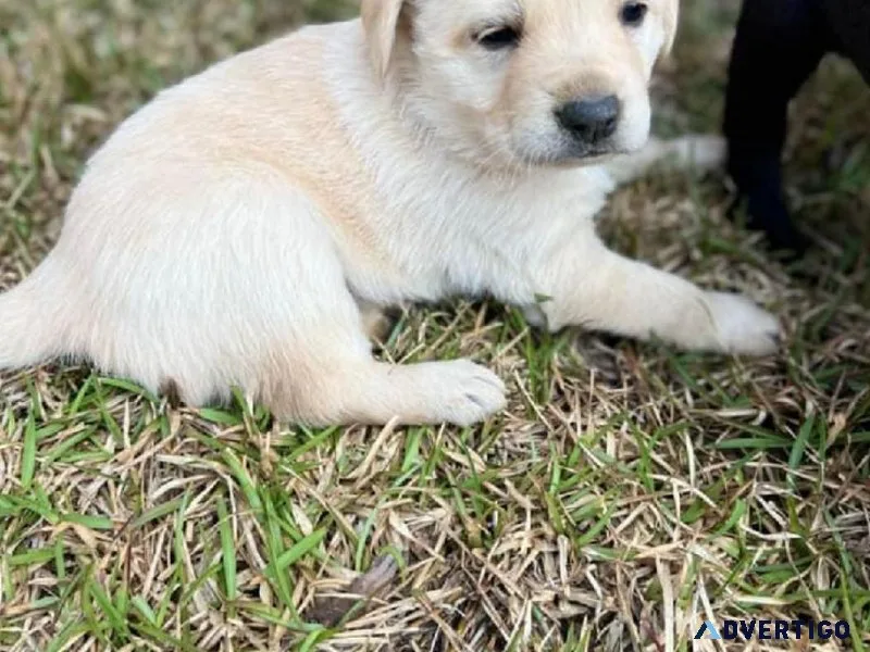 AKC lab puppies