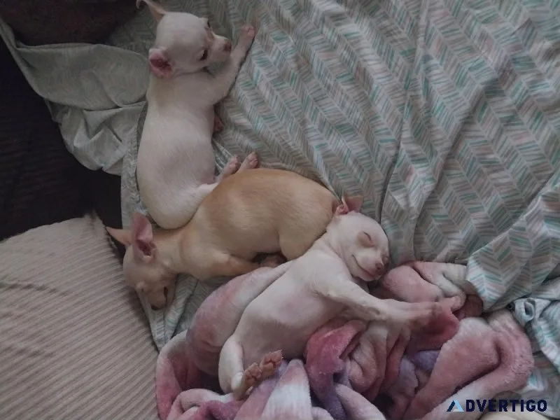 Chihuahua puppies