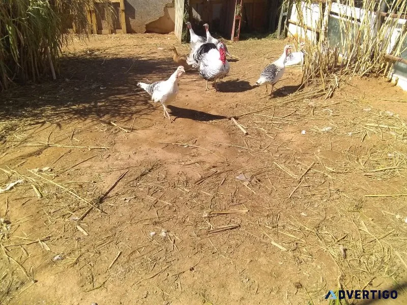 Turkeys  and Roosters