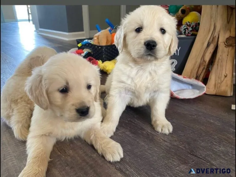 Sensational Golden Retriever puppies