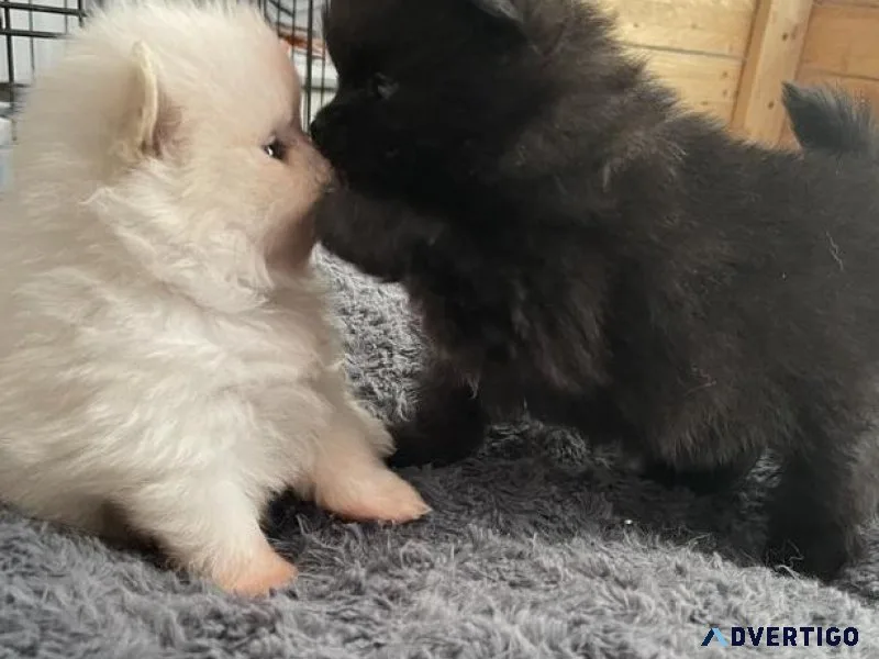 Playful Pomeranian pups