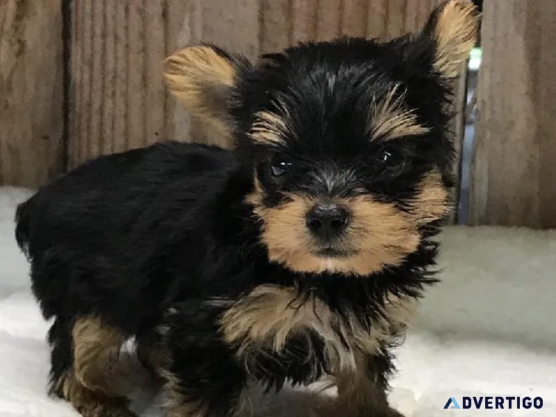 Tiny Yorkie Pups