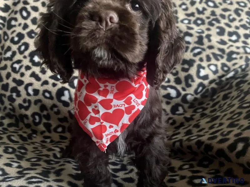 Adorable Cocker Spaniels