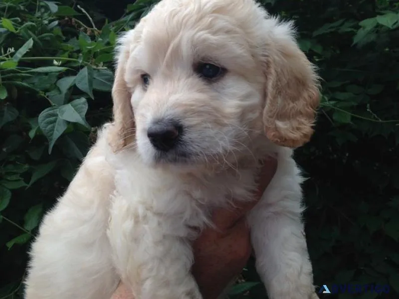 Mini Goldendoodle Puppies