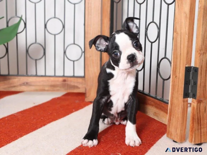 Boston Terrier Puppies