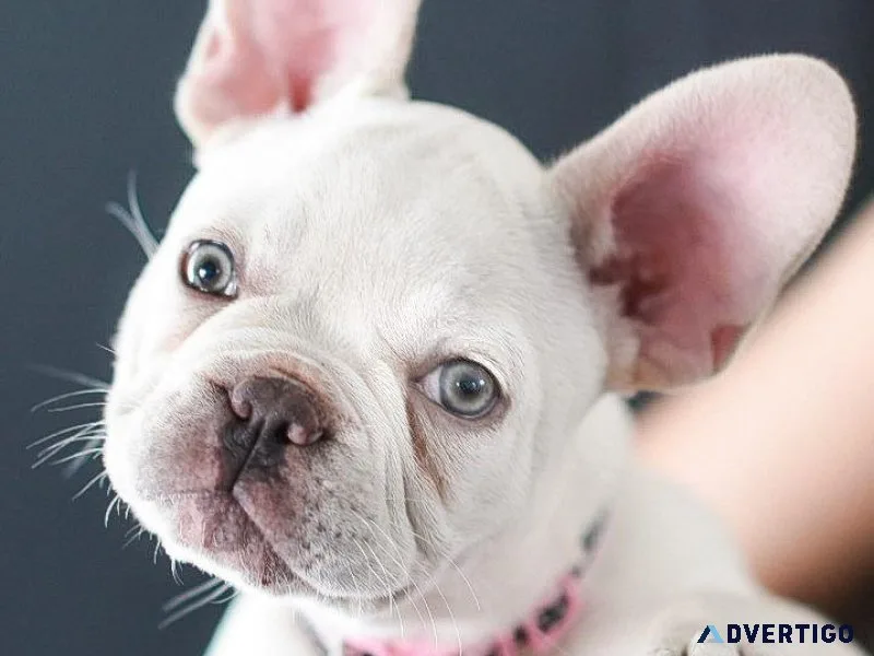 GORGEOUS FRENCHTON PUPS