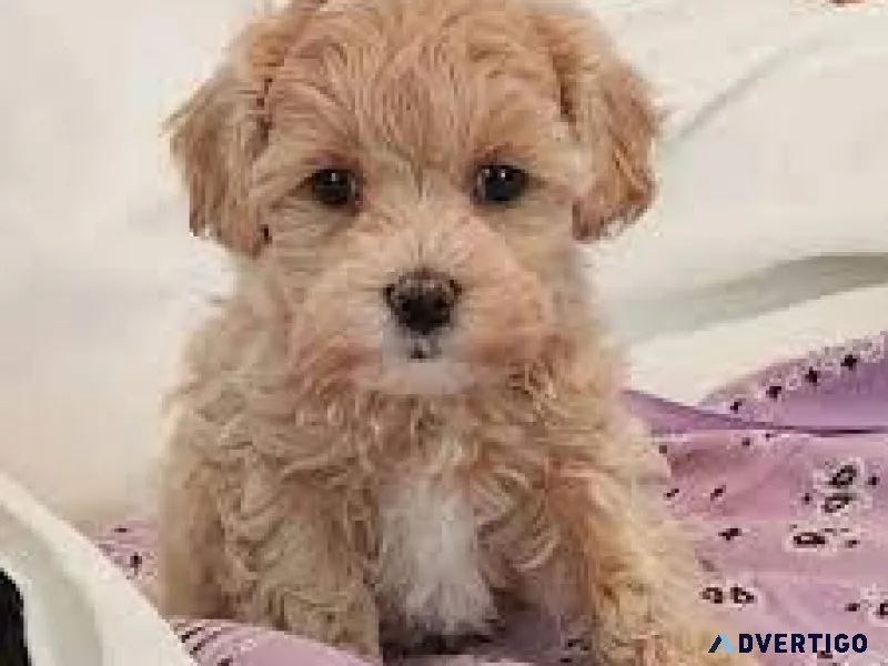 Adorable Toy Maltipoo Puppies
