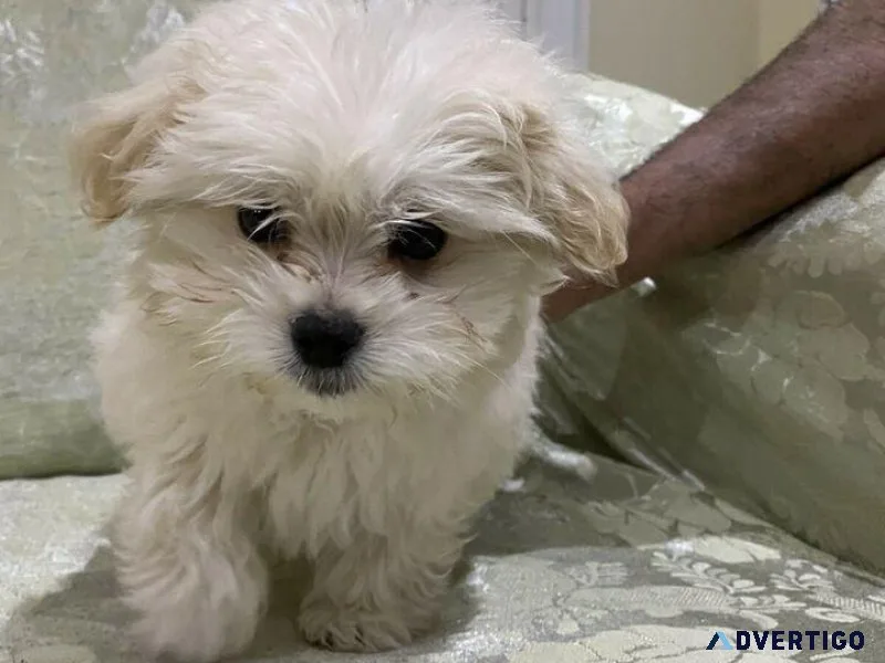 Malti-Poo
