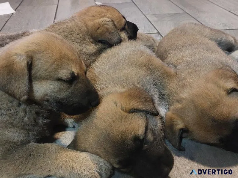 Puppies