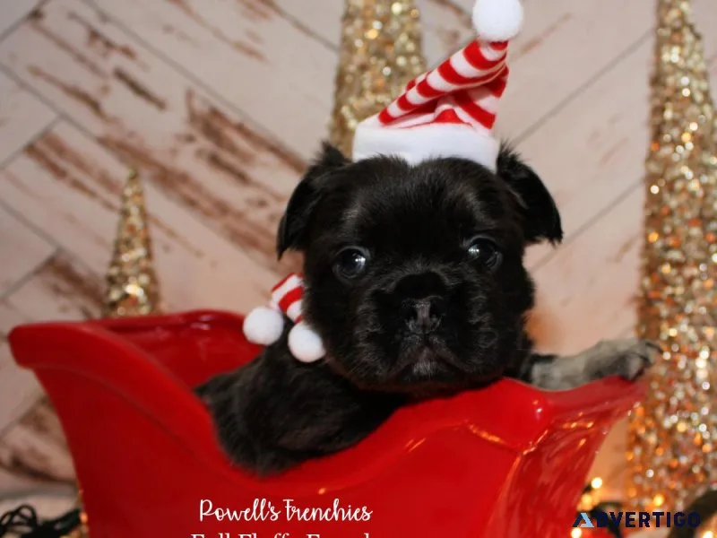 Fluffy French Bulldog