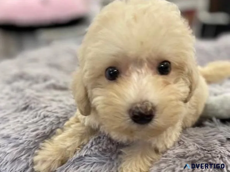 POODLE PUPS TOYMINI