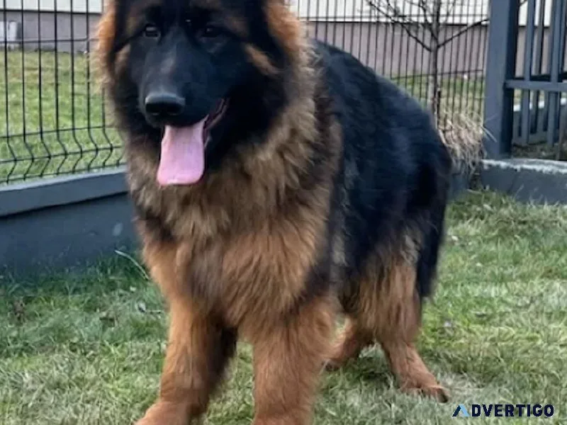 German Shepherd male