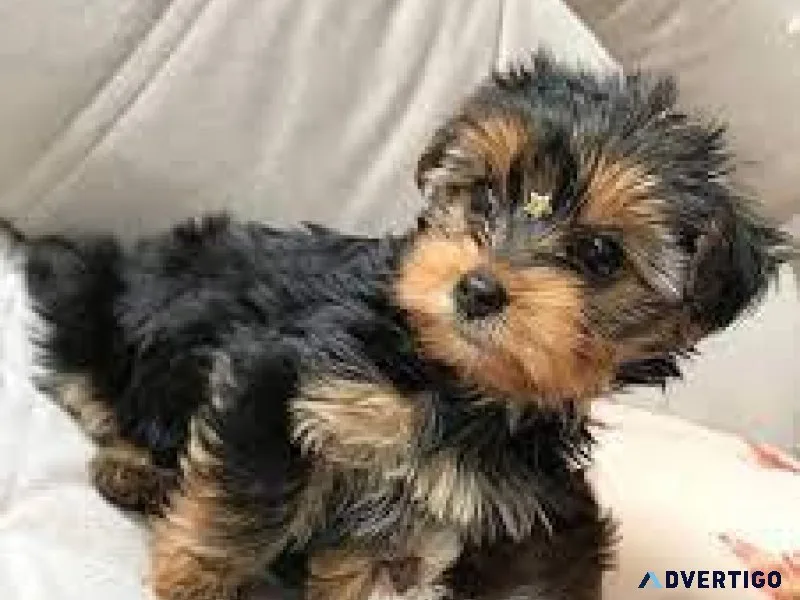 Yorkiepoo Puppies