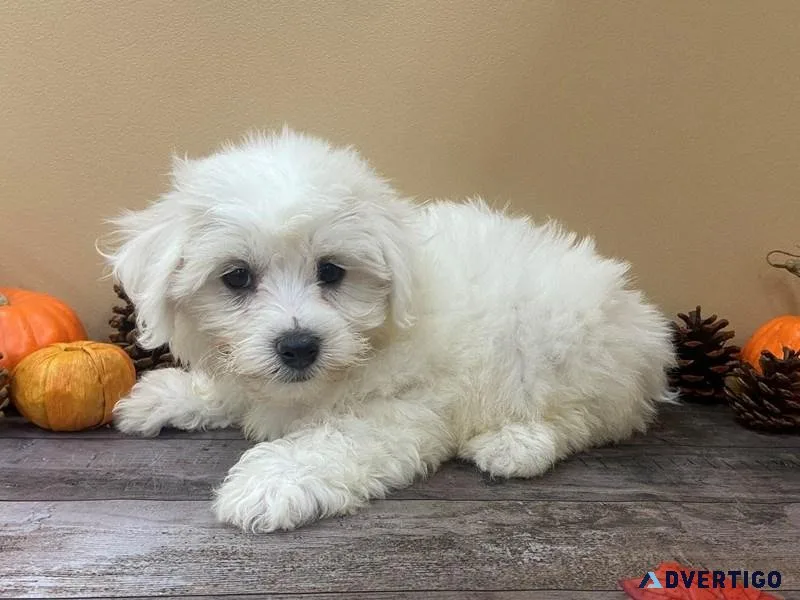 CKC purebred Bichon frice