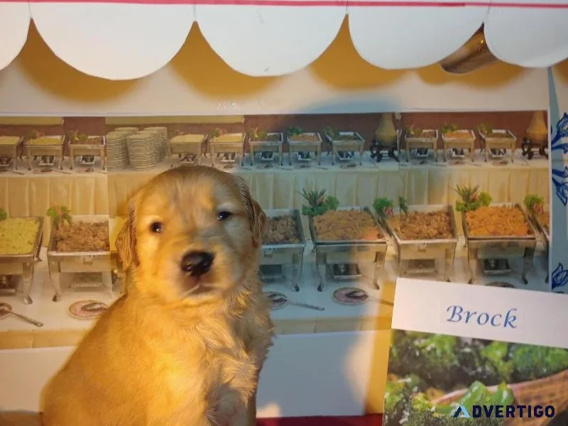 Golden Retriever Puppies