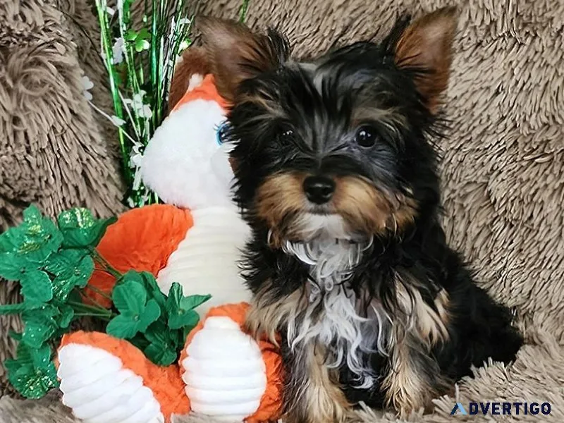 Adorable Yorkie Boy