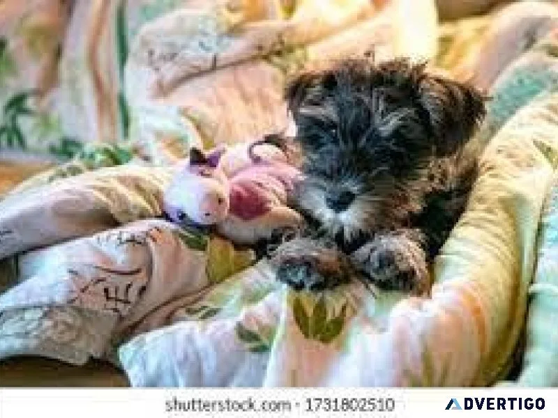 Miniature schnauzers