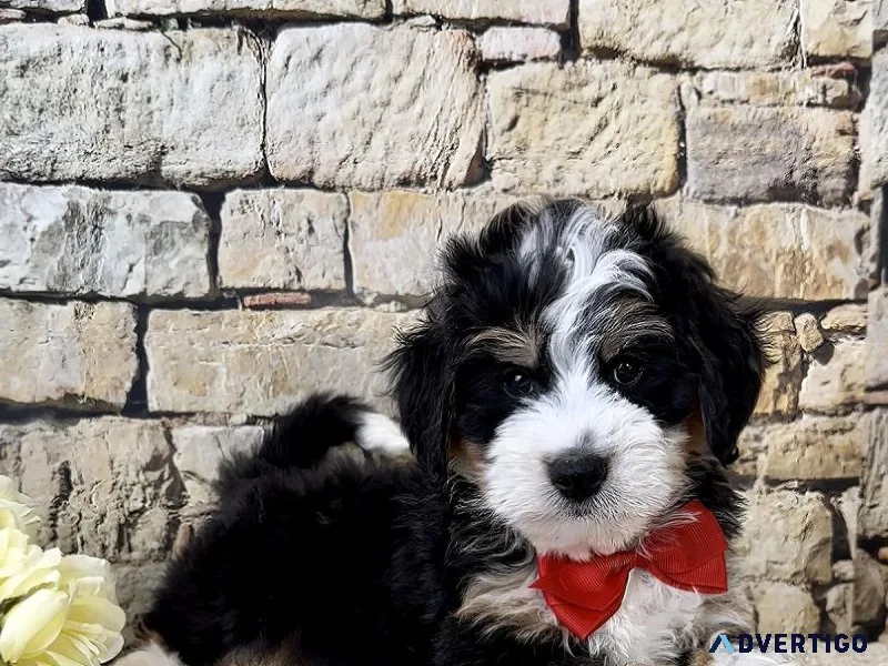 F2b Mini Bernedoodles