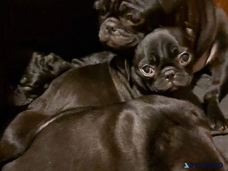 pug puppy