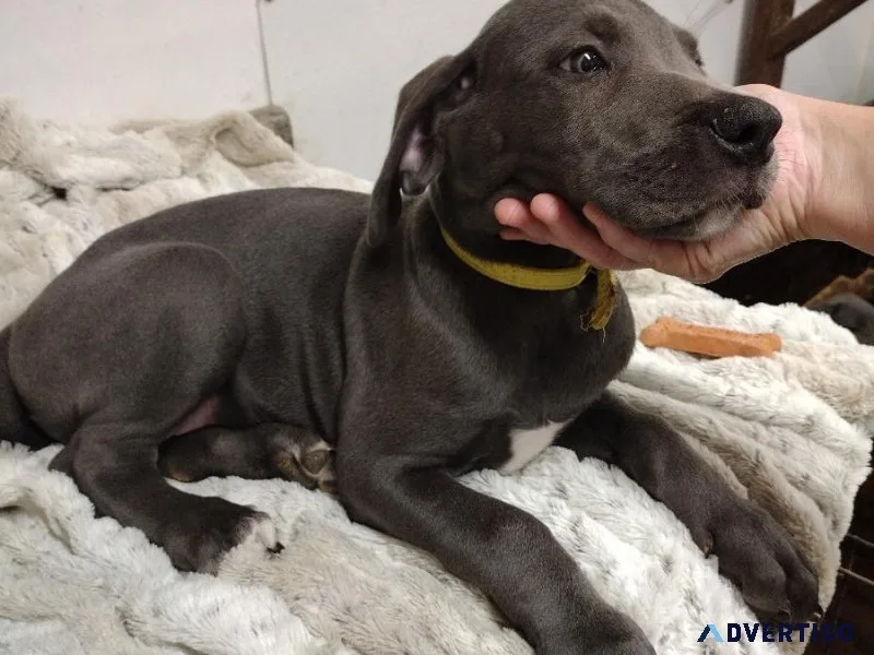Blue Great Danes